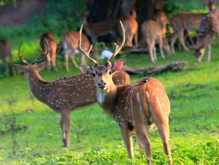 Kottamba Yala Stay & Safari 티사마하라마 외부 사진