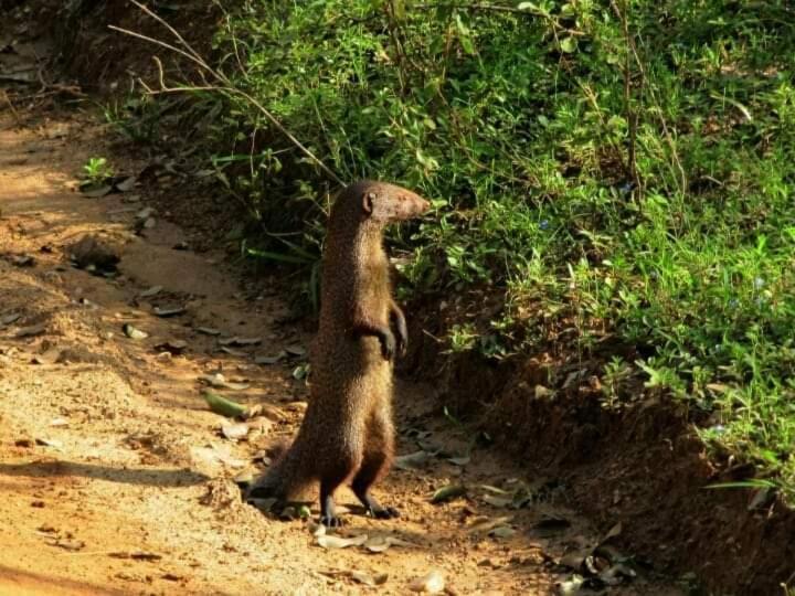 Kottamba Yala Stay & Safari 티사마하라마 외부 사진