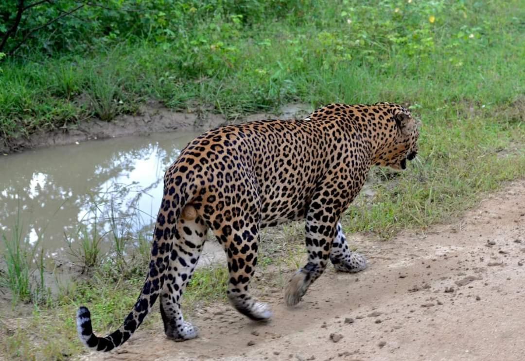 Kottamba Yala Stay & Safari 티사마하라마 외부 사진