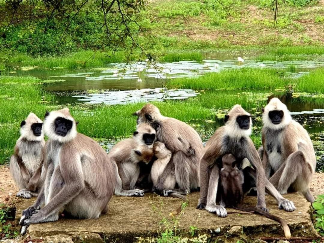 Kottamba Yala Stay & Safari 티사마하라마 외부 사진