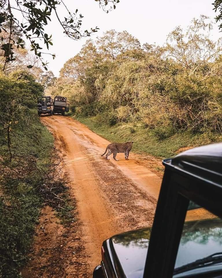 Kottamba Yala Stay & Safari 티사마하라마 외부 사진